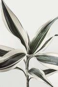 Foliage Poster och Canvastavla