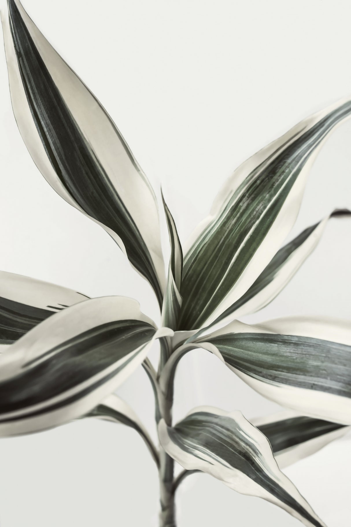 Foliage Poster och Canvastavla