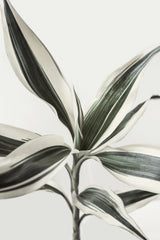 Foliage Poster och Canvastavla