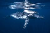 A humpback whale and its calf Poster och Canvastavla