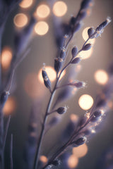 Lavender Macro Poster och Canvastavla