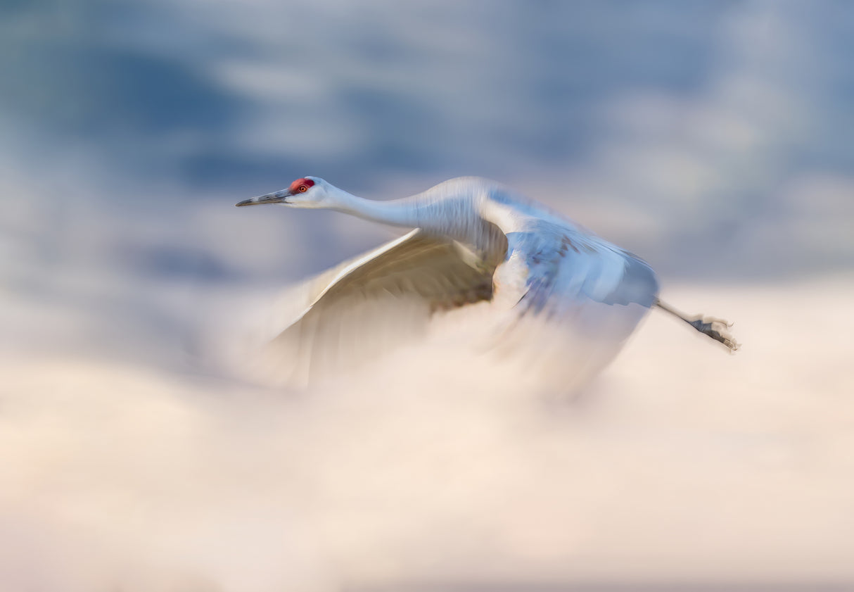 Sandhill Crane Flying in Clouds Poster och Canvastavla