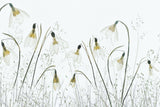 Spring! Poster och Canvastavla