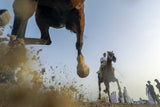Horse Action Poster och Canvastavla