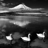 Swans With Mt.Fuji Poster och Canvastavla