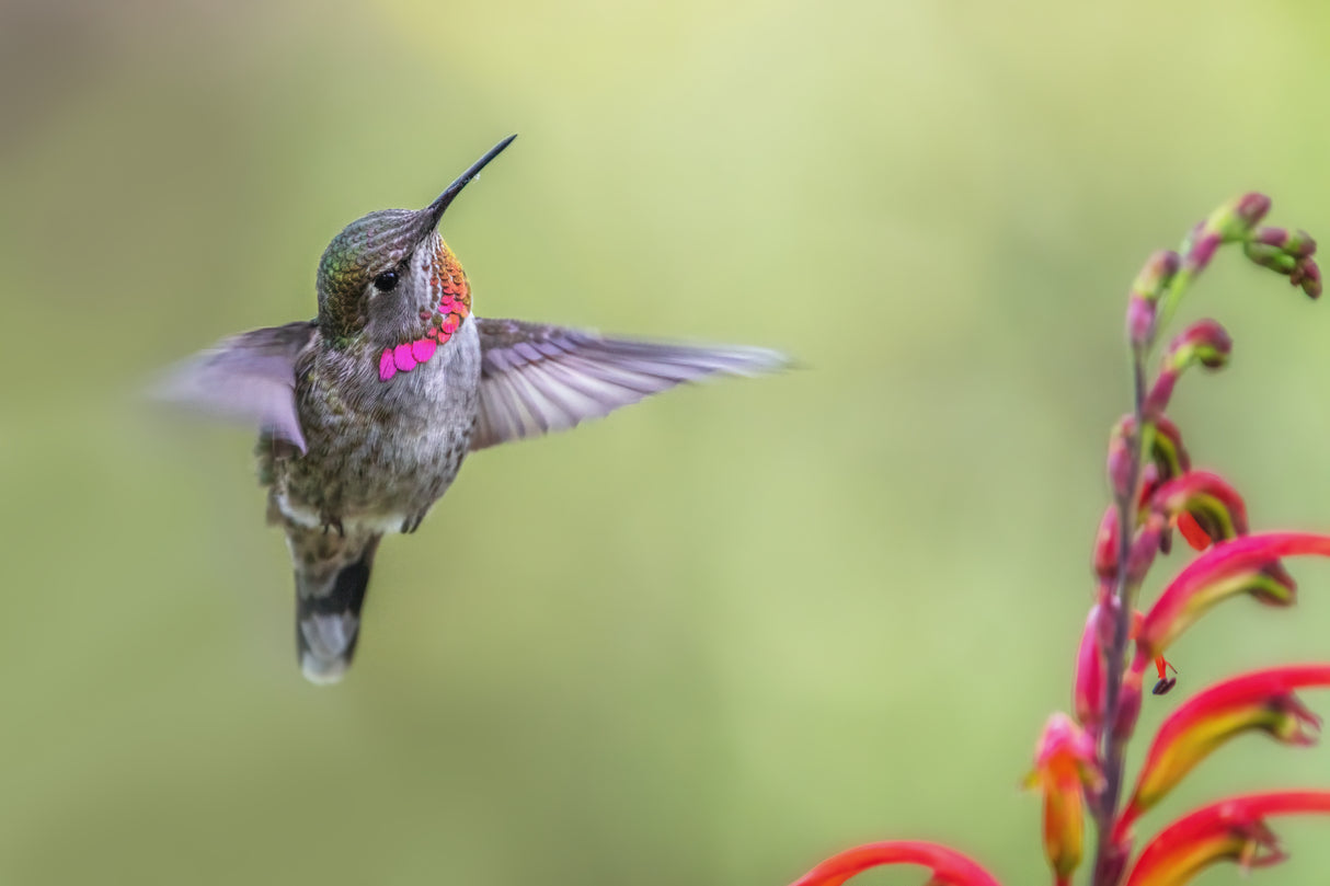 Hummingbird Poster och Canvastavla