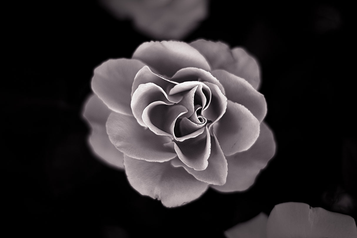 Rose Poster och Canvastavla