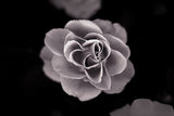 Rose Poster och Canvastavla