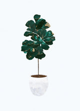 Fiddle leaf fig Poster och Canvastavla