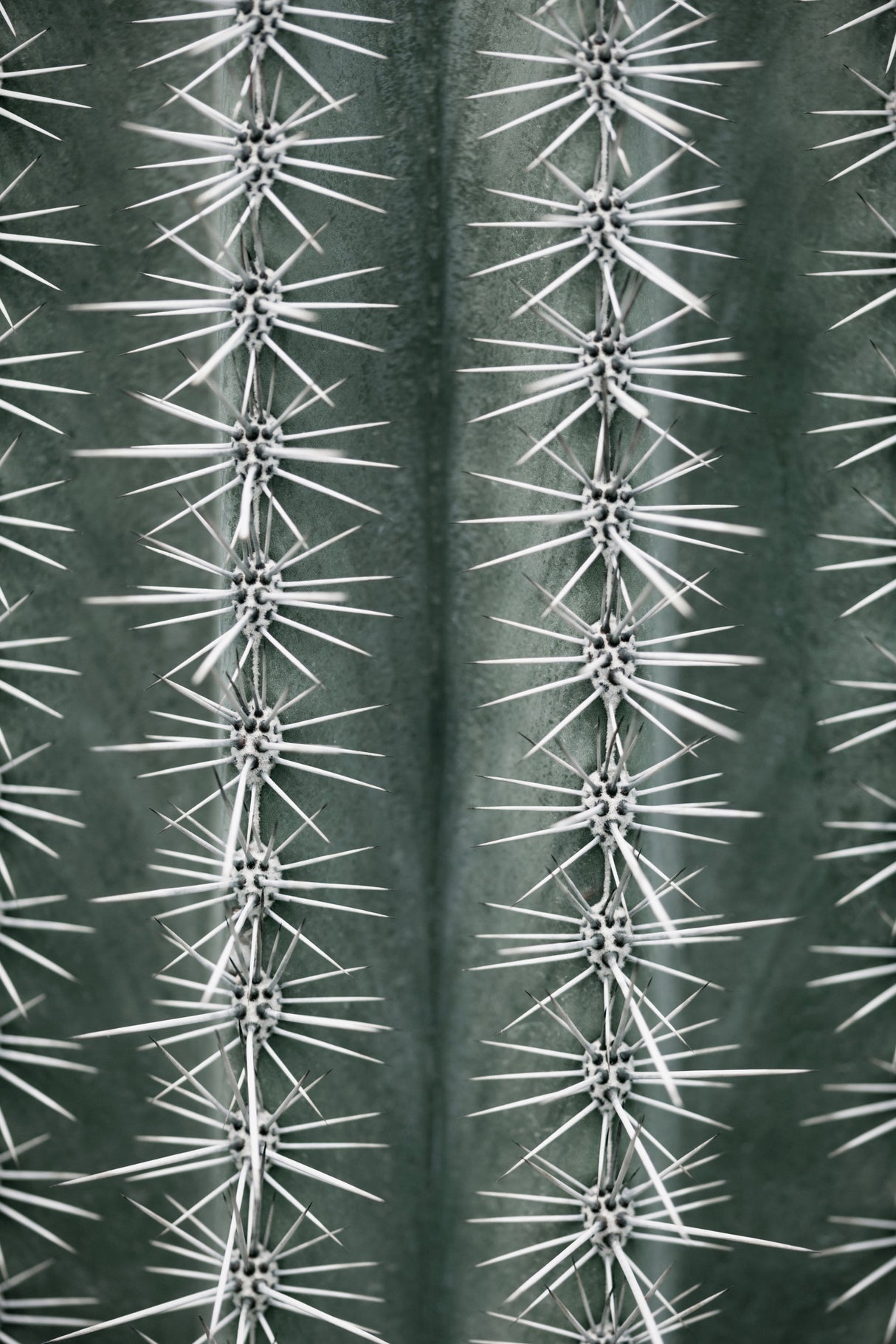 Cactus green Poster och Canvastavla