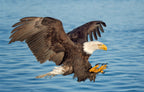 Fishing Eagle Poster och Canvastavla