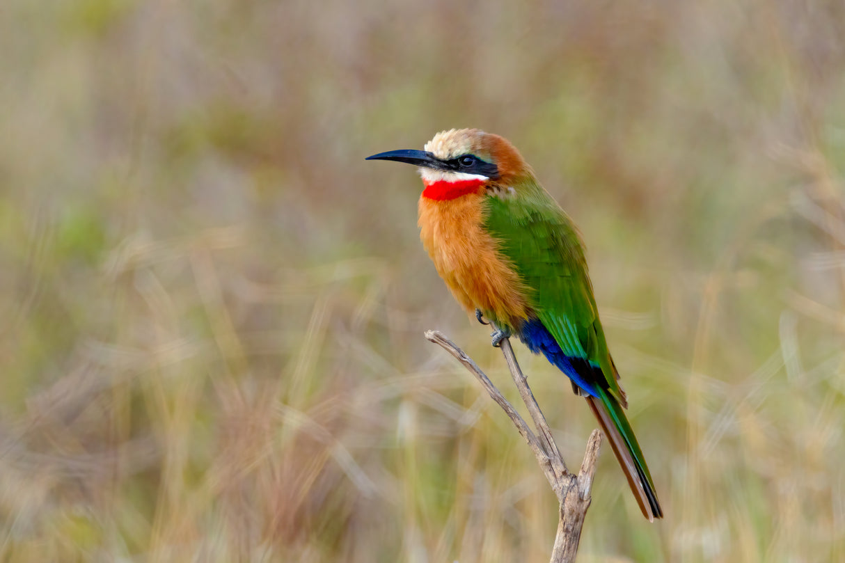 White fronted bee eater Poster och Canvastavla