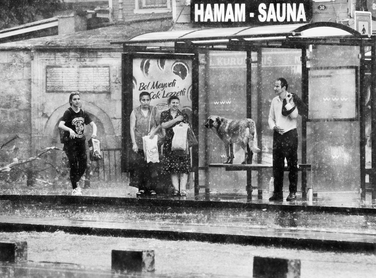 Rain Poster och Canvastavla