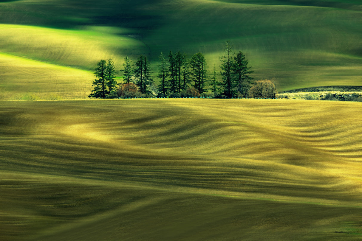 Green Field Poster och Canvastavla