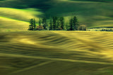 Green Field Poster och Canvastavla