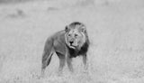 lion Poster och Canvastavla
