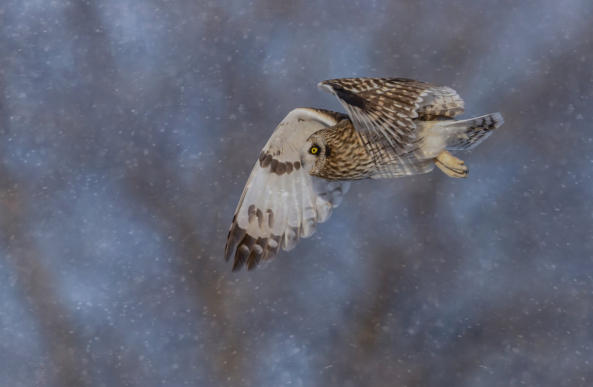 Flight over in a snow day Poster och Canvastavla
