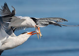 Terns fighting for a fish Poster och Canvastavla