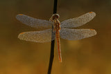 fly dragon Poster och Canvastavla