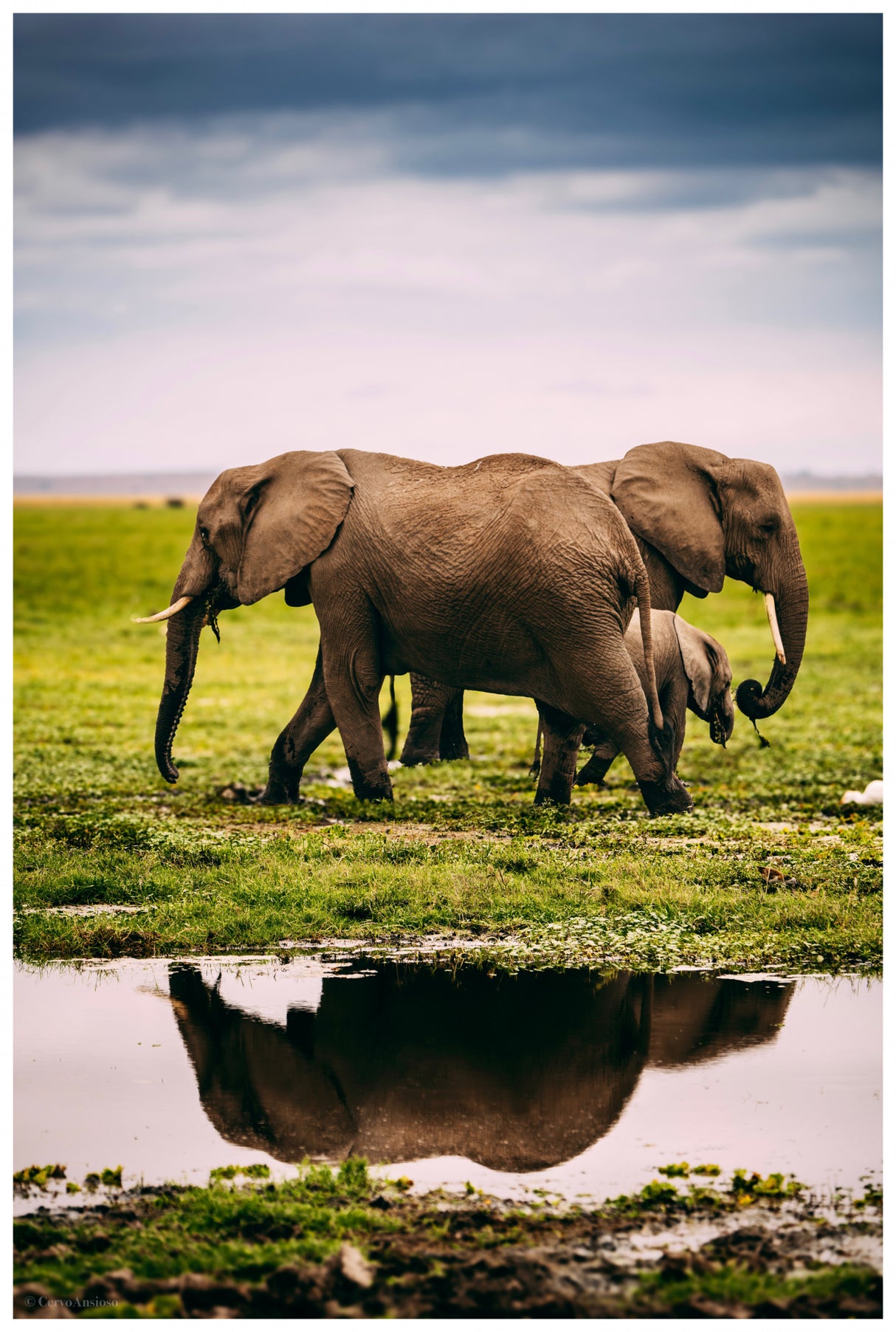 An Elephant Family Poster och Canvastavla