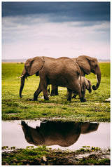 An Elephant Family Poster och Canvastavla