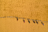 Drying rice in the sun Poster och Canvastavla