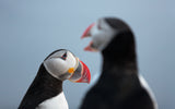 Puffin Talk Poster och Canvastavla