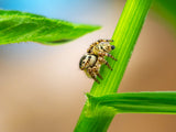 jumpingspider Poster och Canvastavla
