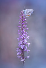 fabrizio daminelli Adonis Blue on Gymnadenia conopsea Poster och Canvastavla