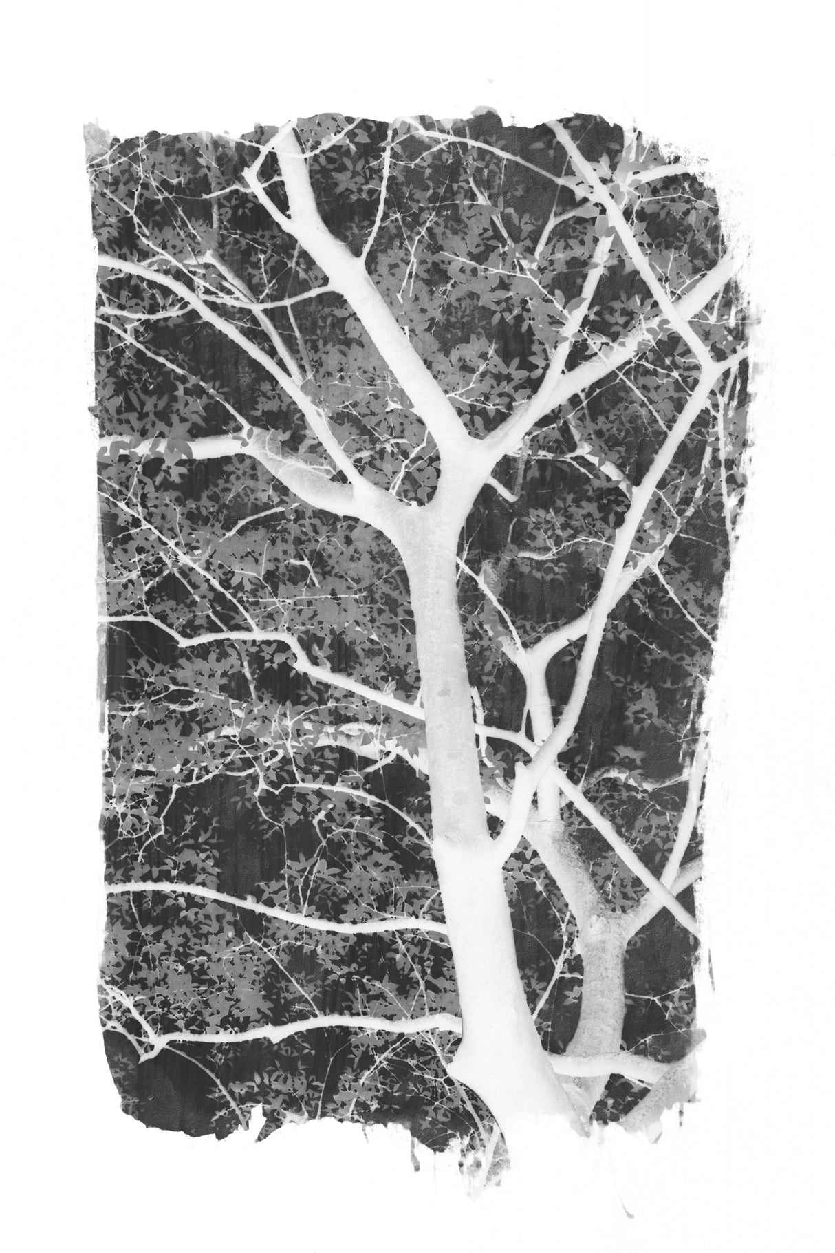 Black Tree Foliage Silhouette Poster och Canvastavla