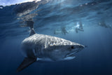 A Tiger shark is looking at me Poster och Canvastavla