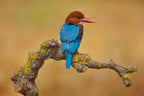 White Throated Kingfisher Poster och Canvastavla