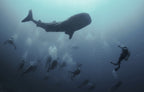 Whale shark Poster och Canvastavla