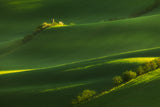 Fields of green Poster och Canvastavla