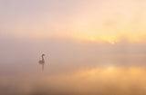 Misty morning Poster och Canvastavla