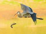 Great blue heron lost its fish Poster och Canvastavla