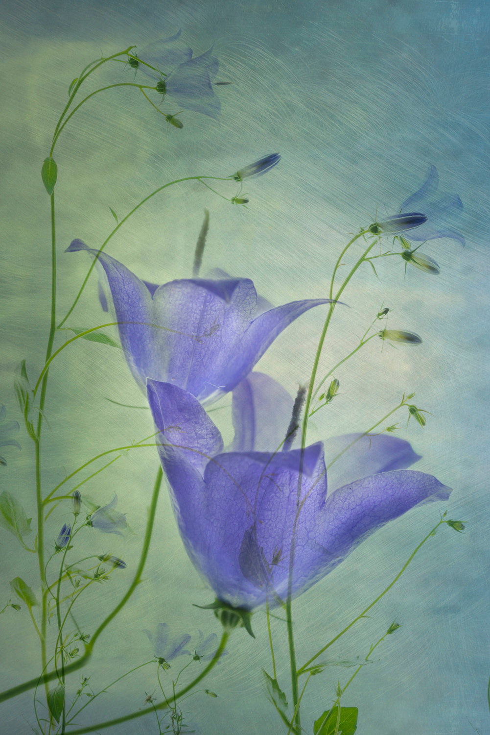 Floral Poster och Canvastavla