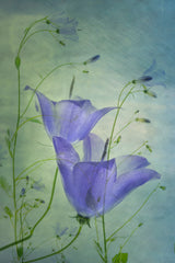 Floral Poster och Canvastavla