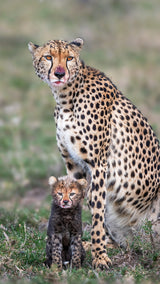 Do I look like my mom? Poster och Canvastavla