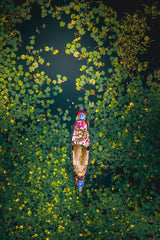Beautiful rural life-harvesting white water lilies Poster och Canvastavla