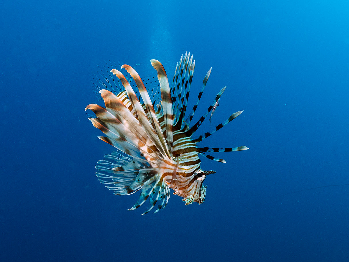 Lionfish Poster och Canvastavla
