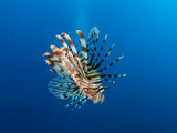 Lionfish Poster och Canvastavla