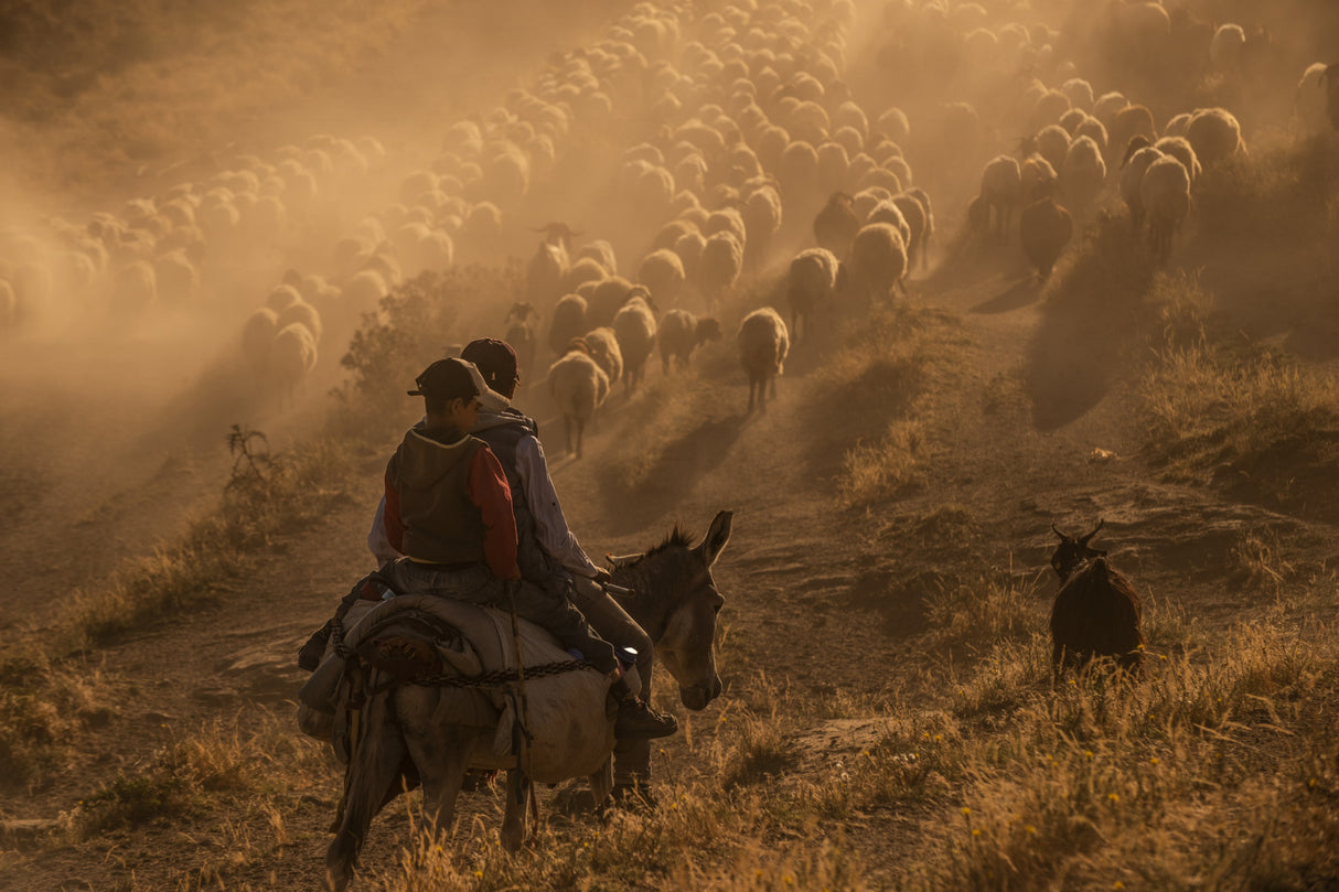 Sheep flock Poster och Canvastavla