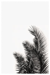 Palms Leaves Poster och Canvastavla