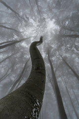 Looking up Poster och Canvastavla