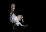 Tyto alba Poster och Canvastavla