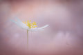Spring is here Poster och Canvastavla