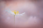 Spring is here Poster och Canvastavla