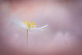 Spring is here Poster och Canvastavla