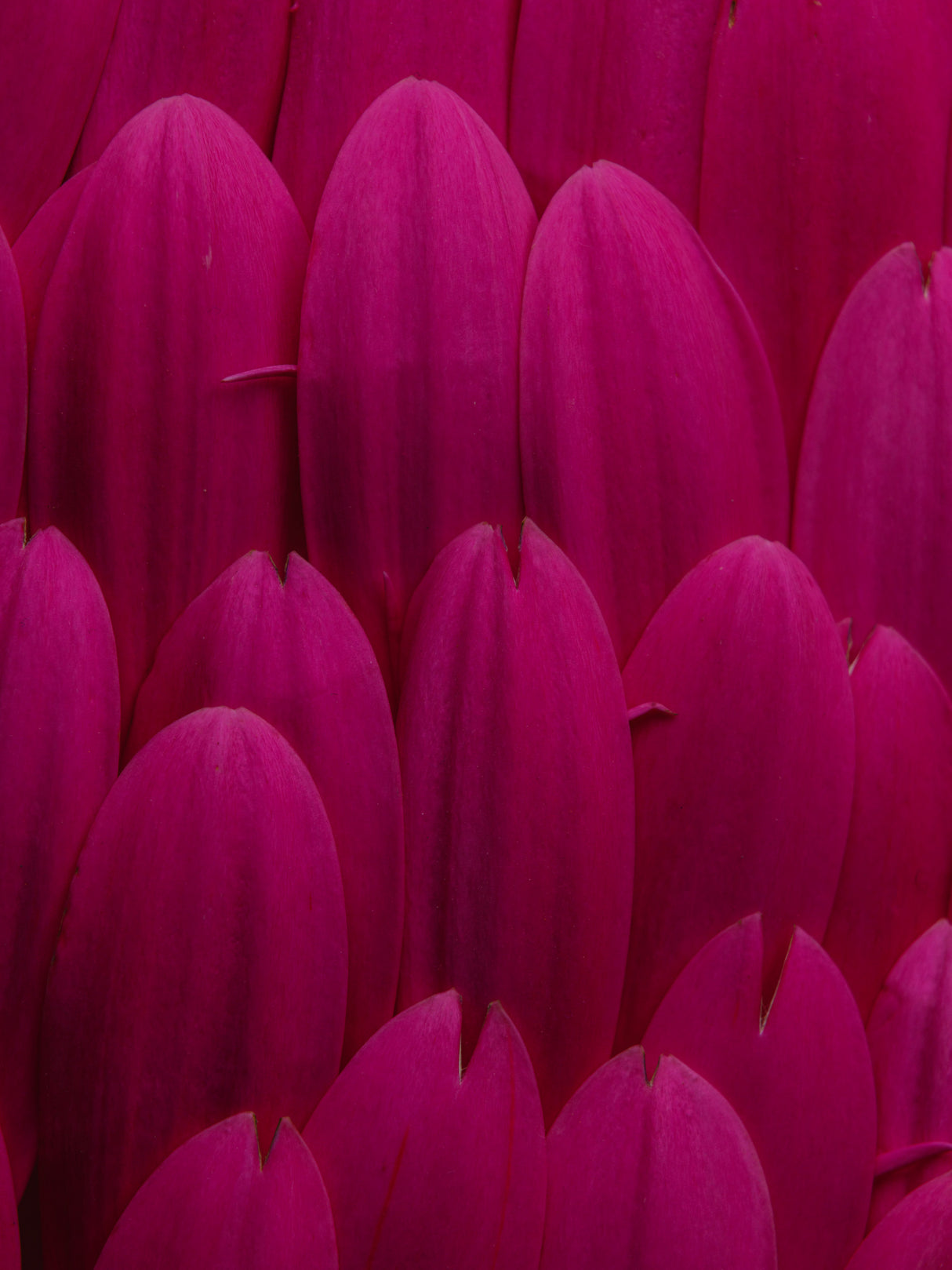 flower petals Poster och Canvastavla